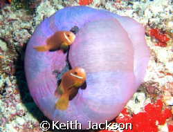 A pair of Anemone Fish outside theor host anemone.Taken w... by Keith Jackson 